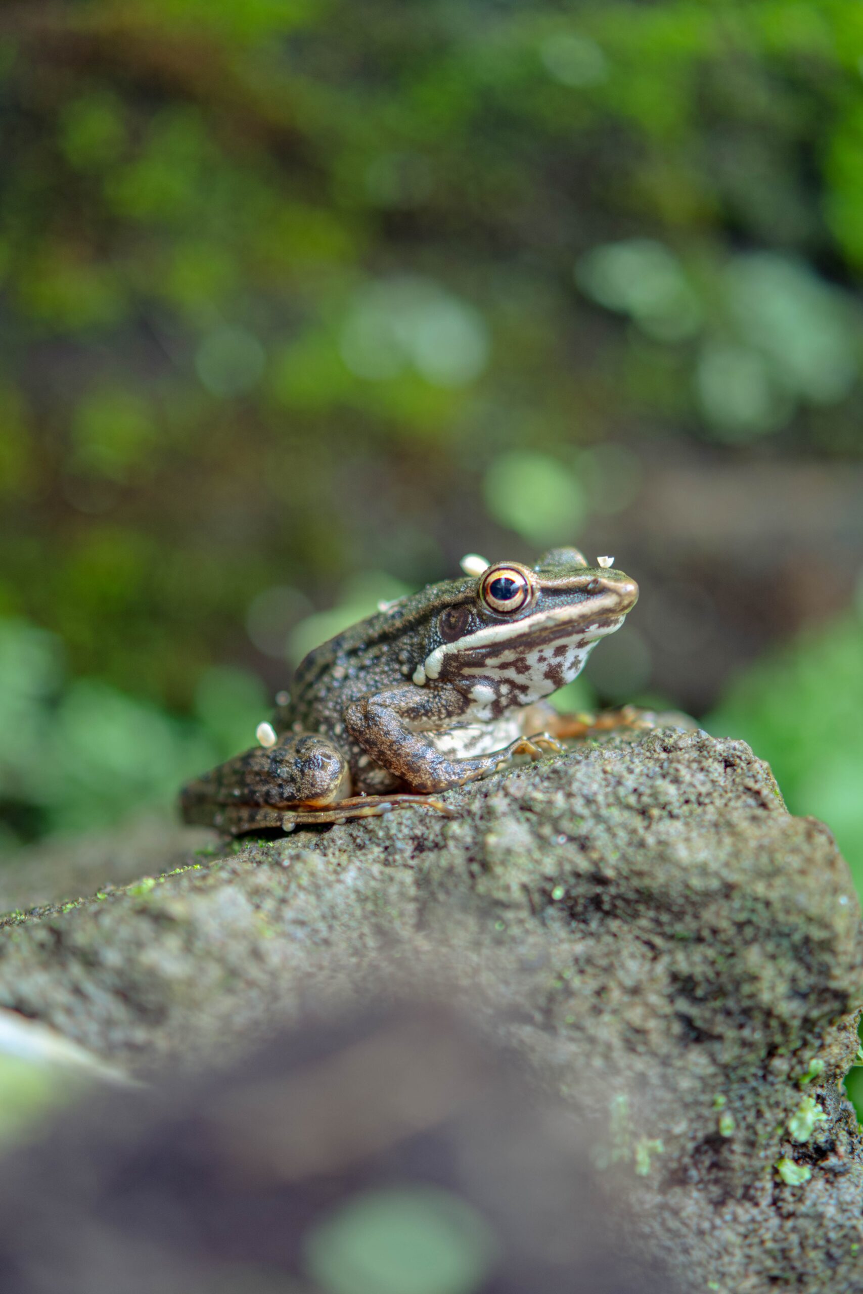 10 Symbolic Meanings of Frogs in Dreams