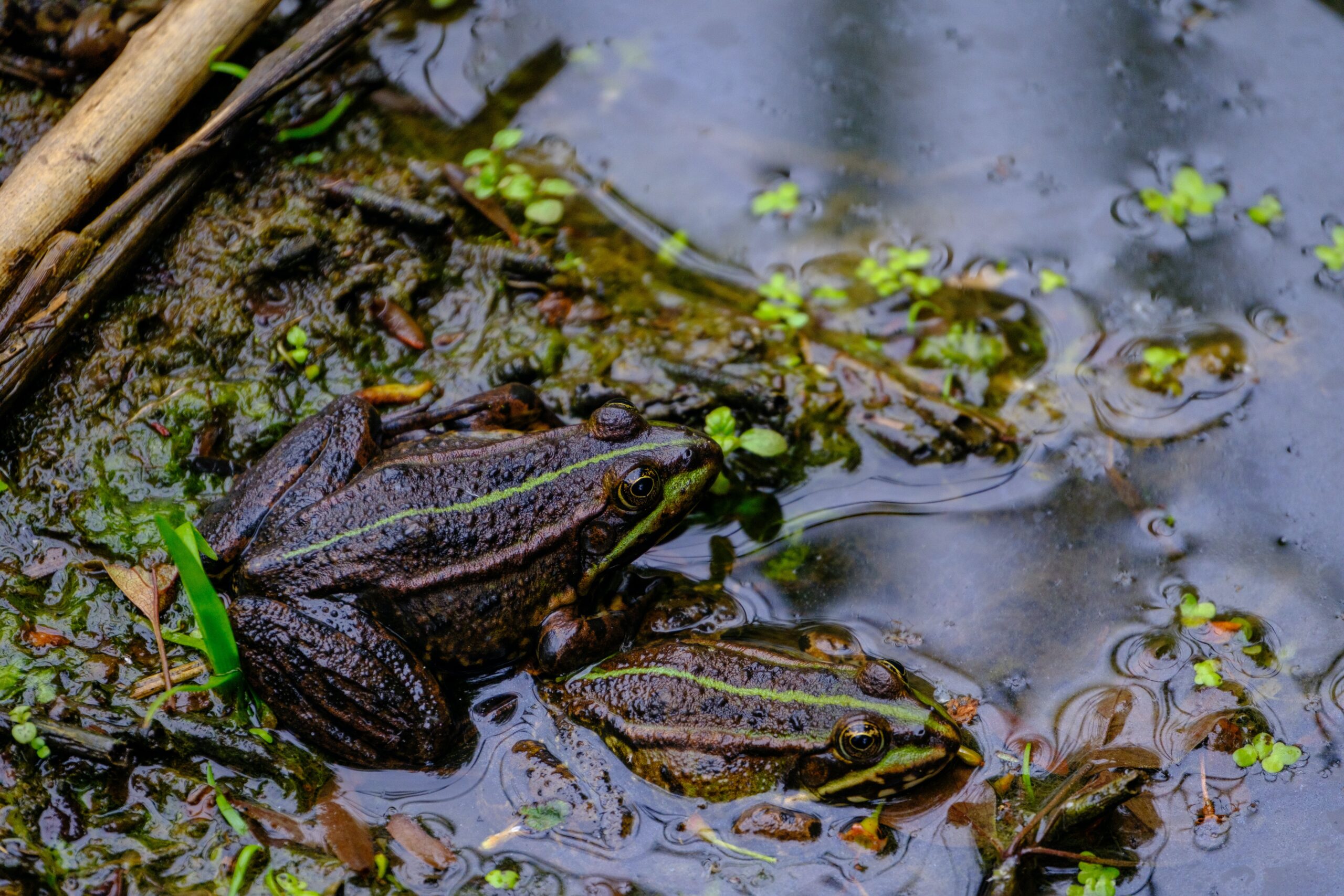 10 Symbolic Meanings of Frogs in Dreams
