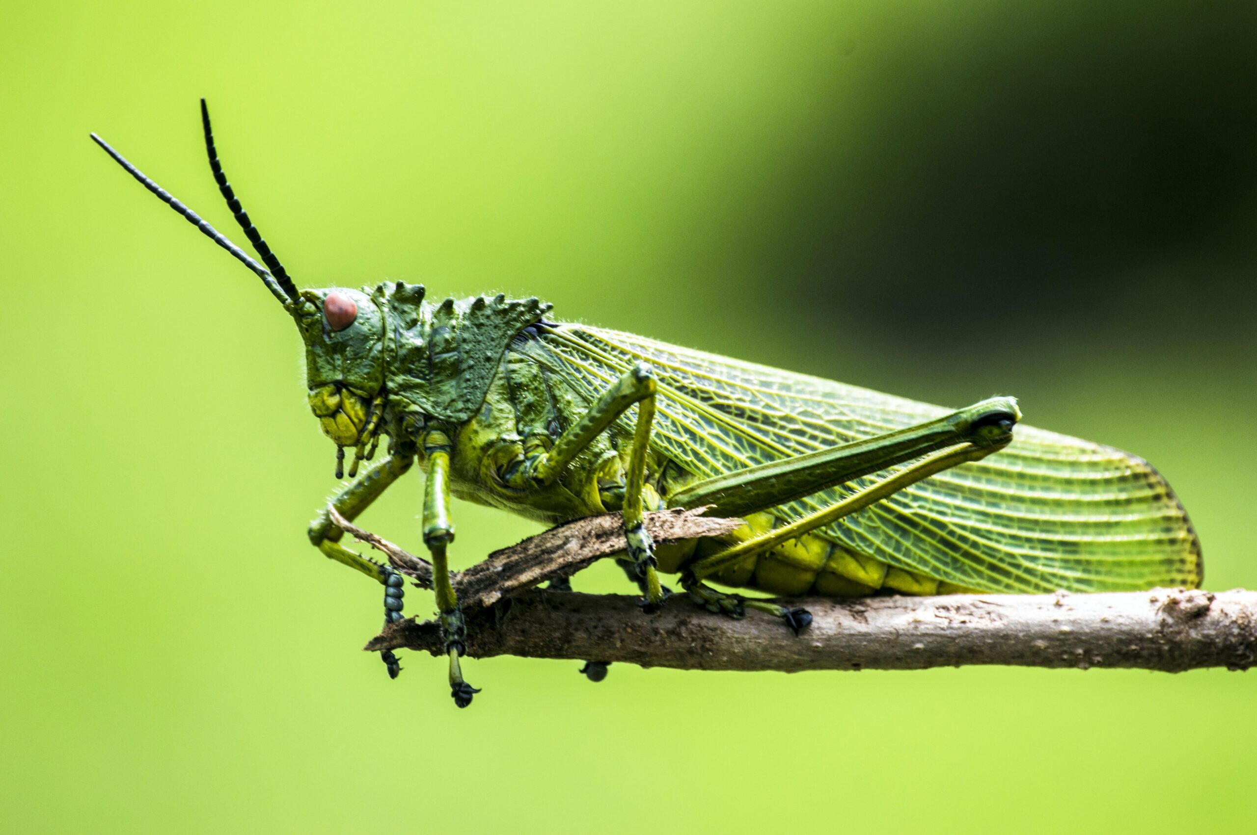 Grasshopper Symbolism and Meanings