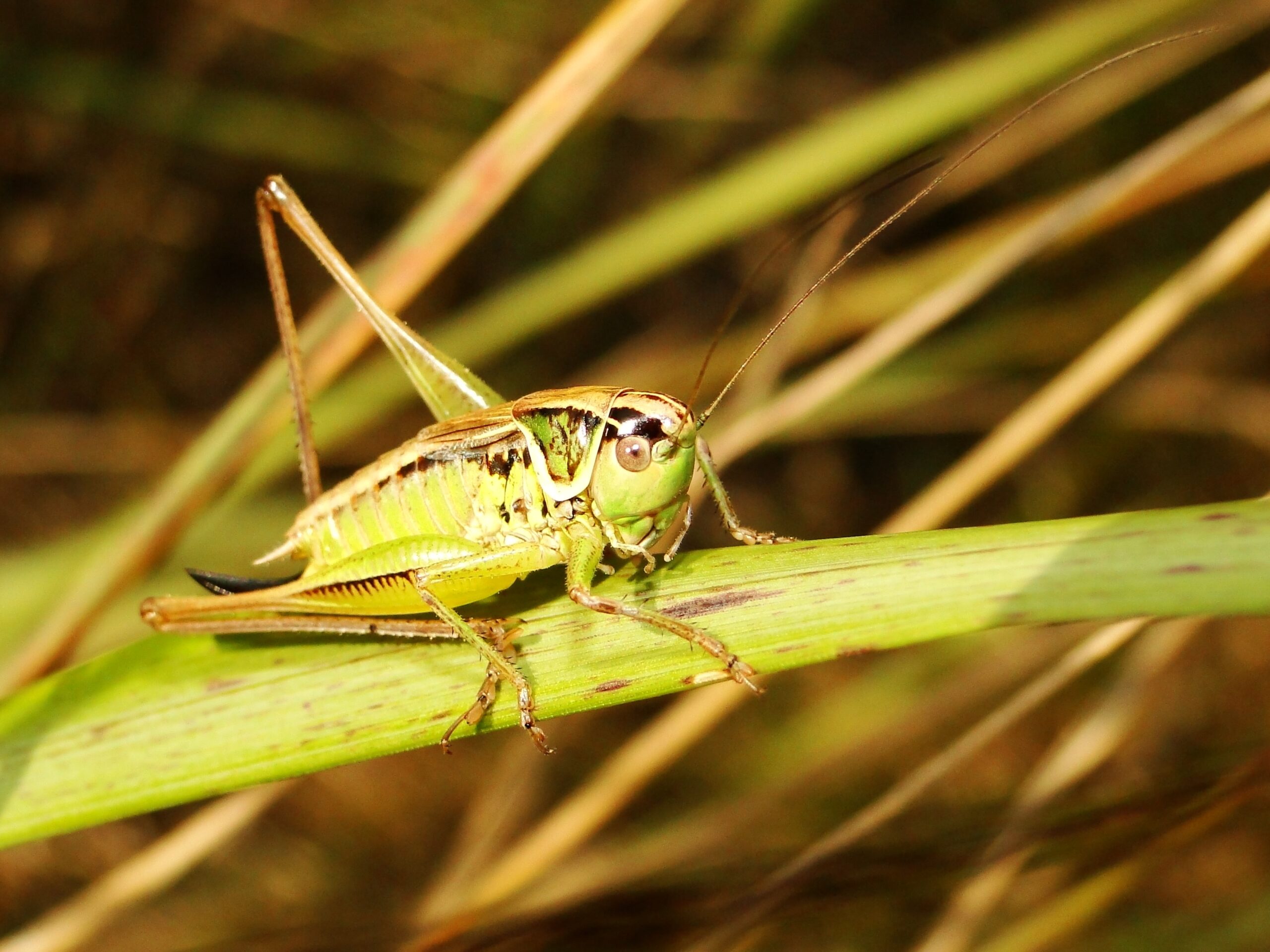 Grasshopper Symbolism and Meanings