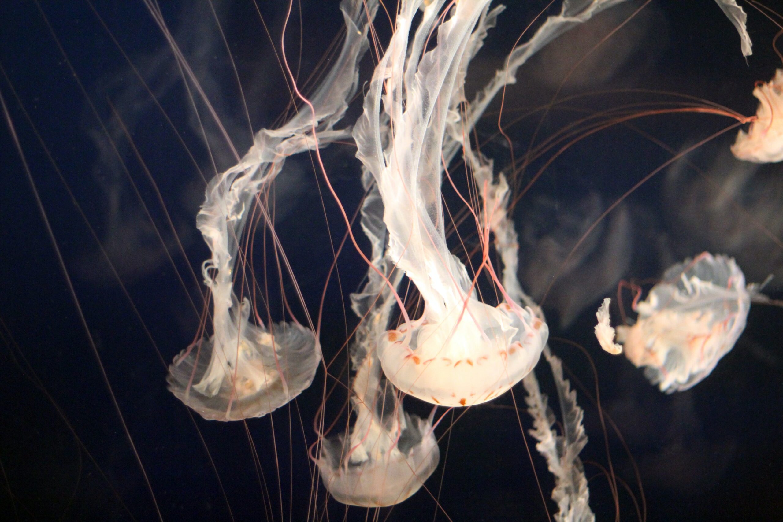 The Spiritual Meaning and Symbolism of Jellyfish in Different Cultures