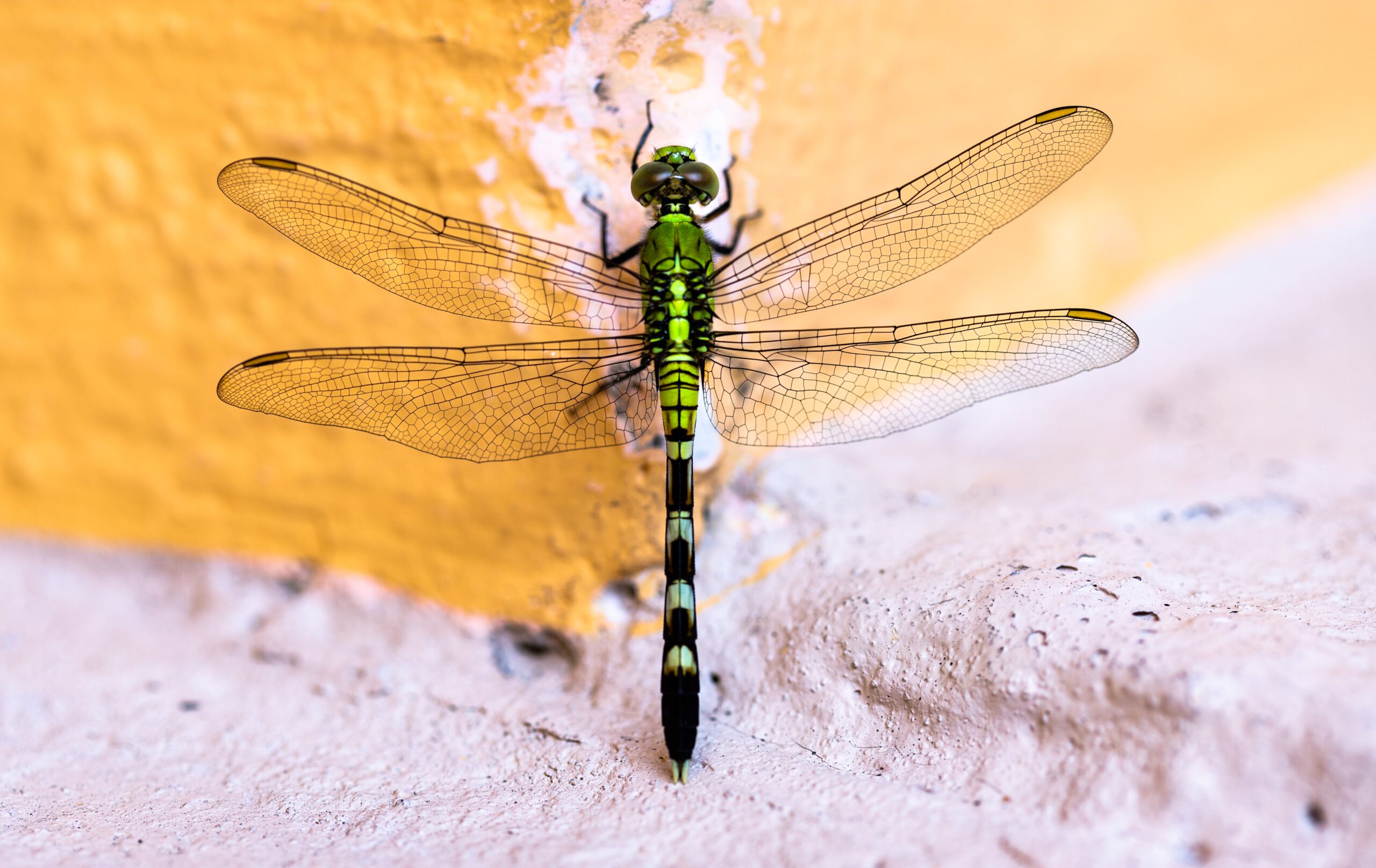 The Spiritual Meaning of a Dragonfly: Adaptability, Change, and Self-Realization