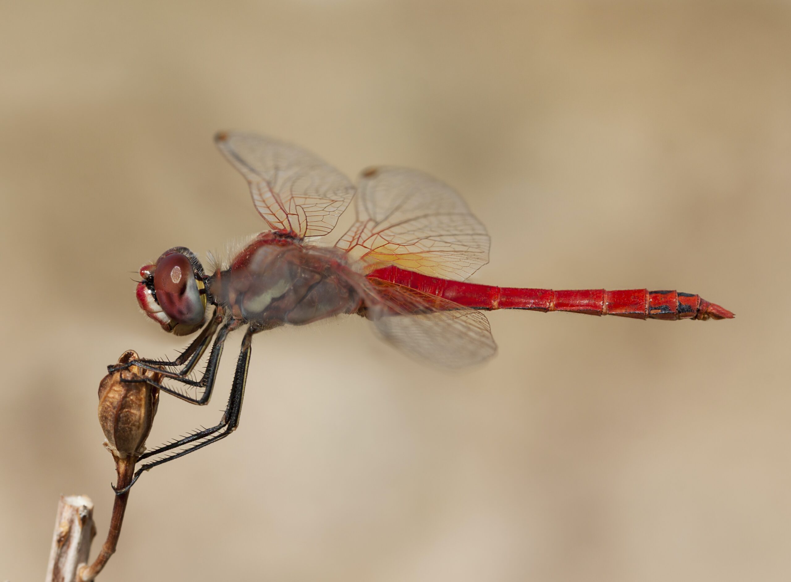 The Spiritual Meaning of a Dragonfly: Adaptability, Change, and Self-Realization