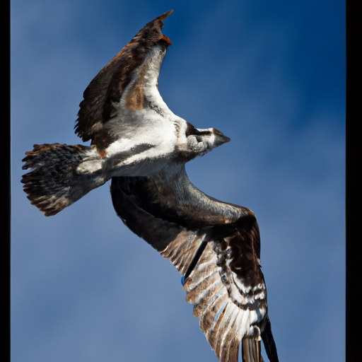 The Spiritual Meaning of the Osprey: Guidance, Vision, and Spiritual Connection