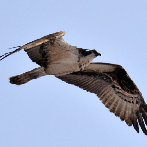 The Spiritual Meaning of the Osprey: Guidance, Vision, and Spiritual Connection